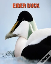 Eider Duck