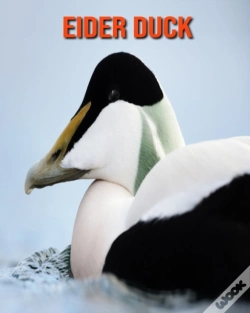 Capa do artigo Eider Duck