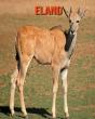 Eland - Preview