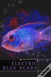 Electric Blue Acara
