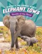 Elephant Cows - Preview