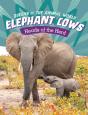 Elephant Cows - Preview