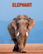 Elephant - Preview