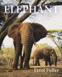 Elephant - Preview