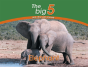 Elephant - Preview