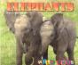 Elephants - Preview