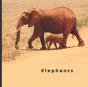 Elephants - Preview