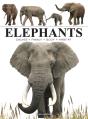 Elephants - Preview