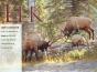Elk Calendar - Preview