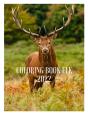 Elk - Preview