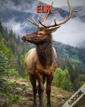 Elk