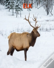 Capa do artigo Elk