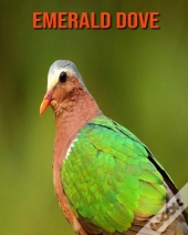 Emerald Dove
