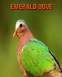 Emerald Dove - Preview