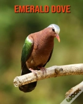 Emerald Dove