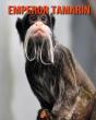 Emperor Tamarin - Preview