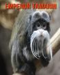 Emperor Tamarin - Preview