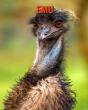 Emu - Preview