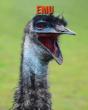 Emu - Preview