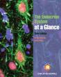 Endocrine System At A Glance - Preview