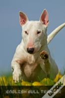 English Bull Terrier