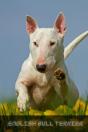 English Bull Terrier - Preview