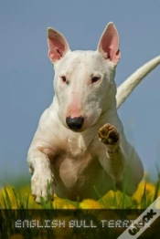 Capa do artigo English Bull Terrier