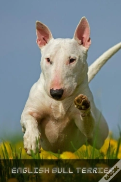 Capa do artigo English Bull Terrier