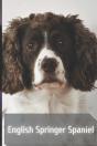English Springer Spaniel - Preview