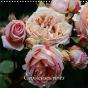 Enjoleuses Roses Calendrier Mural 2018 300 300 Mm Square - Preview