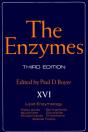 Enzymes - Preview