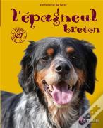 Epagneul Breton (L )