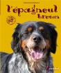 Epagneul Breton (L ) - Preview