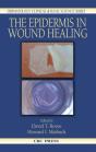 Epidermis In Wound Healing - Preview