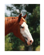 Equine Journal - Preview
