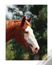 Capa do artigo Equine Journal