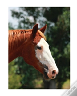 Capa do artigo Equine Journal