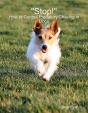 &Quote;Stop!&Quote;: How To Control Predatory Chasing In Dogs - Preview