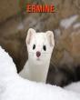 Ermine - Preview