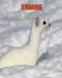 Ermine - Preview