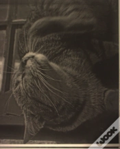 Capa do artigo Estampa - Gato