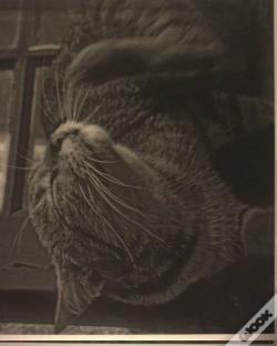 Capa do artigo Estampa - Gato
