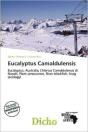 Eucalyptus Camaldulensis - Preview