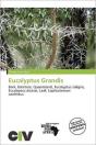 Eucalyptus Grandis - Preview