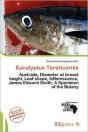 Eucalyptus Tereticornis - Preview