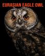Eurasian Eagle Owl - Preview