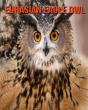 Eurasian Eagle Owl - Preview