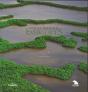 Everglades - Preview