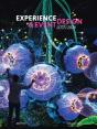 Experience & Event Design 2025 / 2026 - Preview