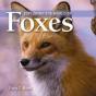 Exploring The World Of Foxes - Preview